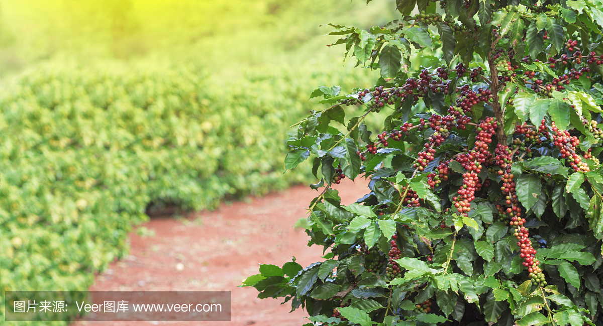 在咖啡农场种植水果