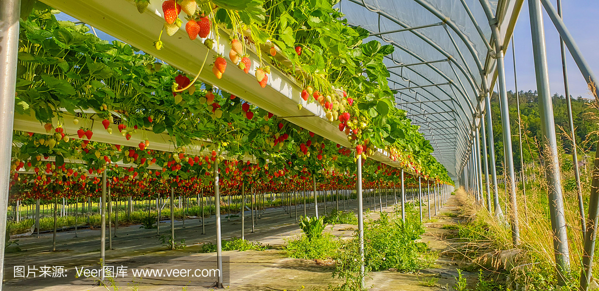 温室种植草莓