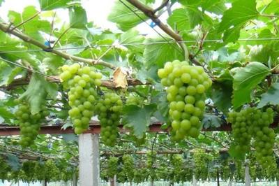 大棚葡萄种植技术,结合市场及当地环境来选种