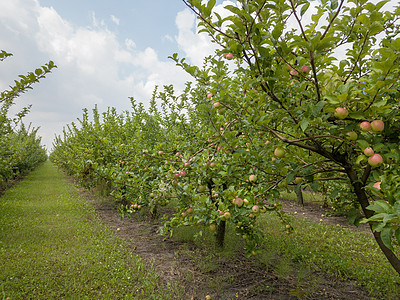 新鲜的生态友好水果苹果园多云的天空背景下收获之前,塞尔斯克花园天空背景上种植机水果的苹果园