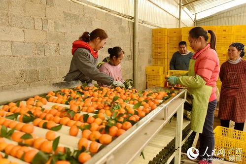 广西西林 水果产业助脱贫